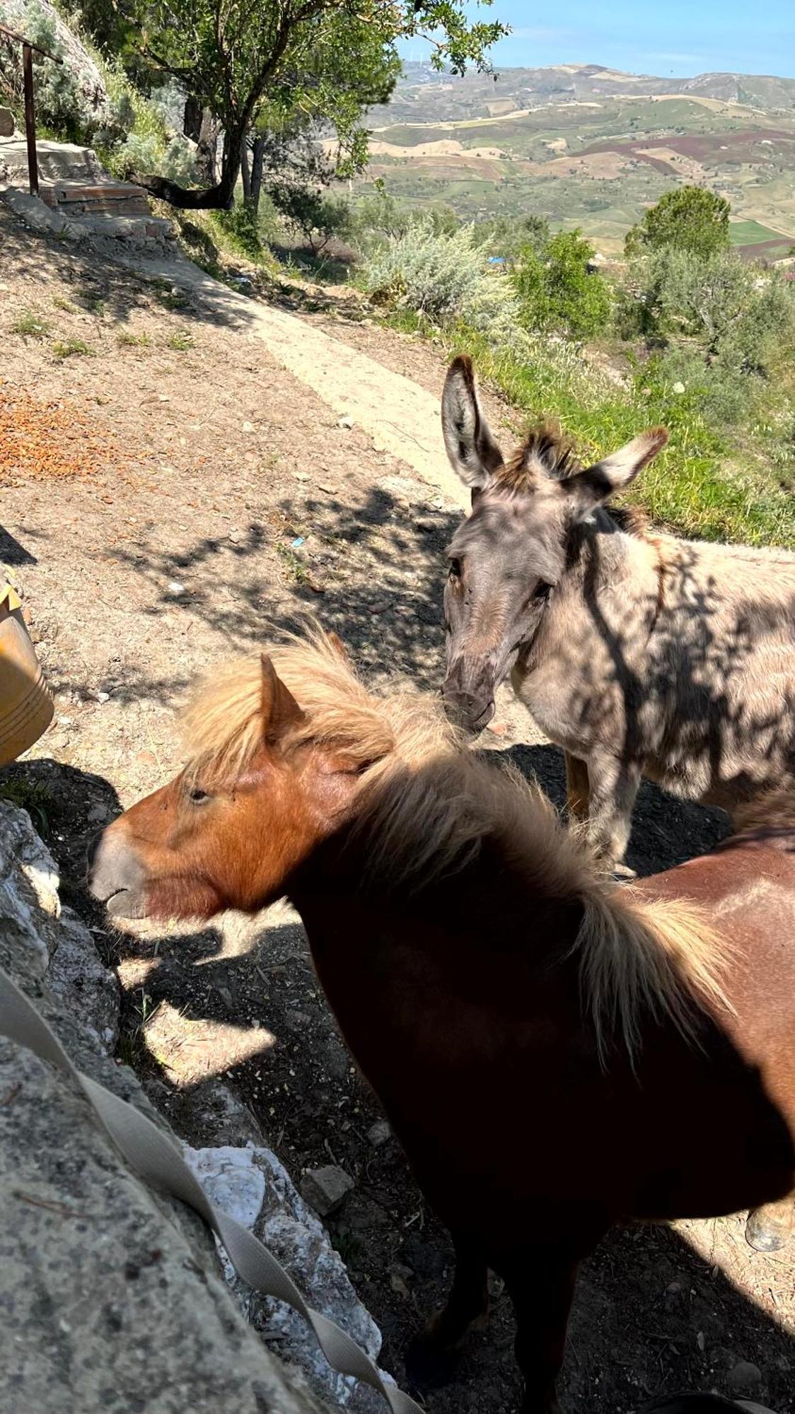Assunta Farm stay Santa Caterina Villarmosa