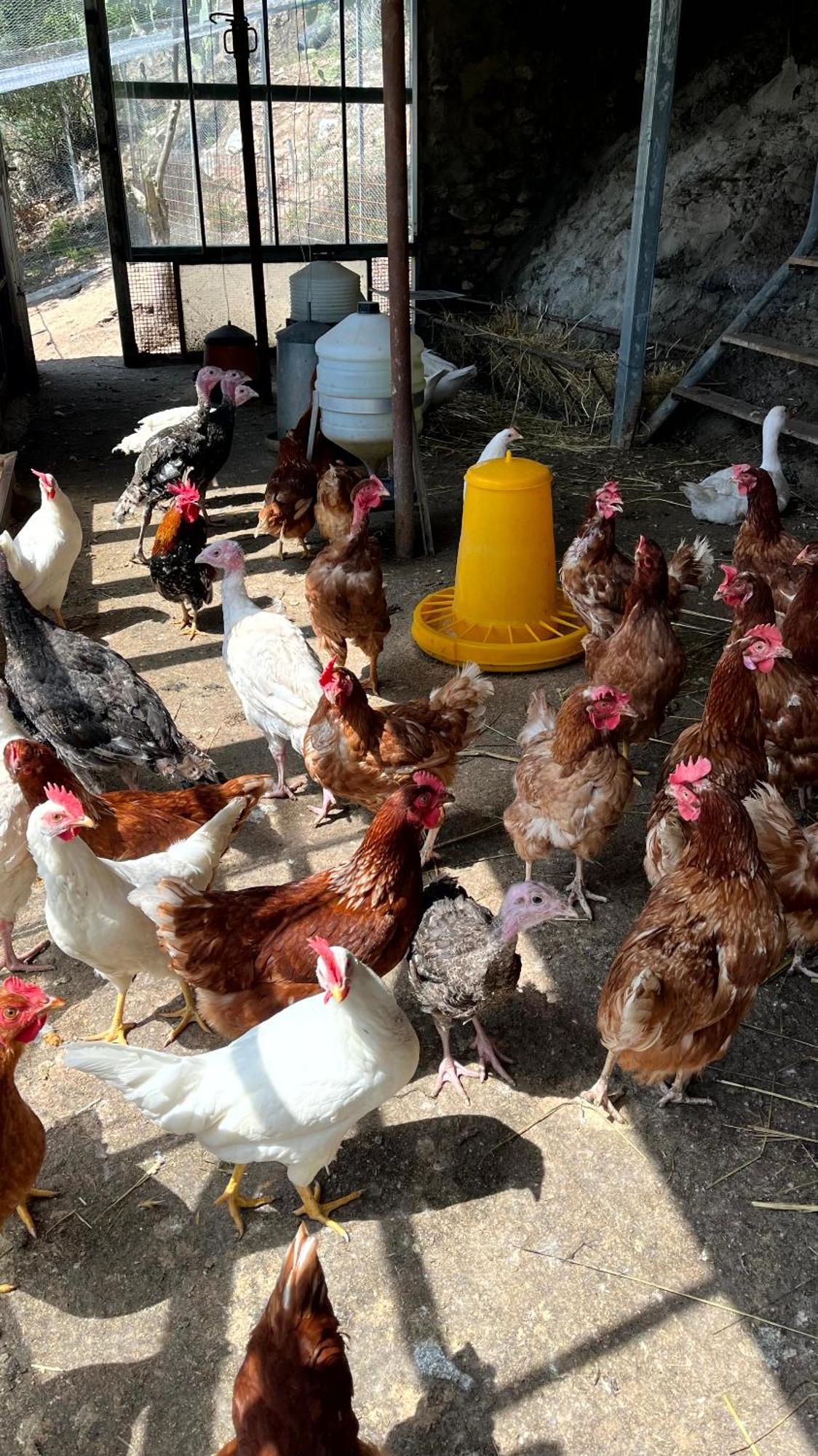 Farm stay Assunta *